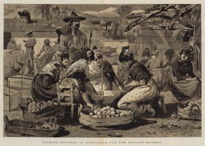Orangenverpackung in Andalusien für den englischen Markt von Edwin Buckman